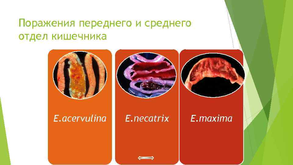 Поражения переднего и среднего отдел кишечника E. acervulina E. necatrix E. maxima 