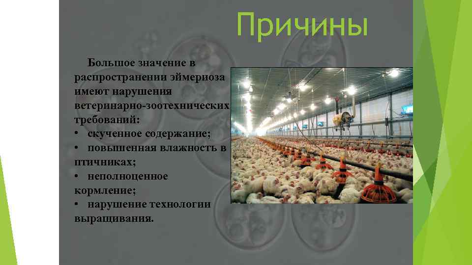 Причины Большое значение в распространении эймериоза имеют нарушения ветеринарно-зоотехнических требований: • скученное содержание; •