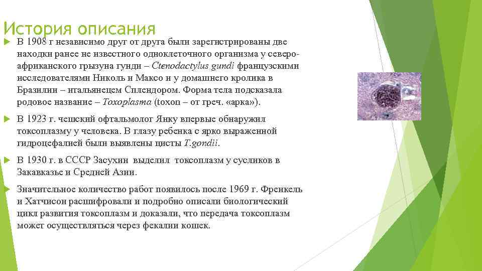 История описания В 1908 г независимо друг от друга были зарегистрированы две находки ранее