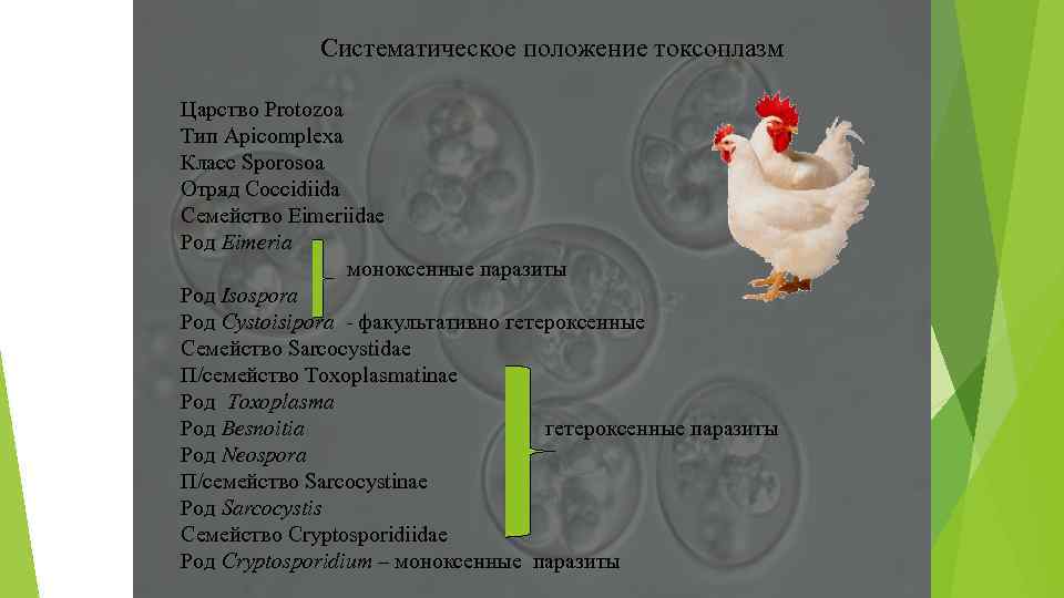 Систематика токсоплазмы