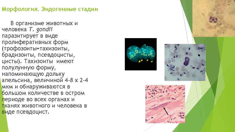 Морфология. Эндогенные стадии В организме животных и человека Т. gondii паразитирует в виде пролиферативных