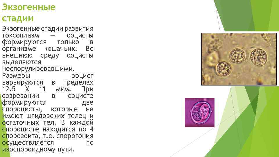 Экзогенные стадии развития токсоплазм — ооцисты формируются только в организме кошачьих. Во внешнюю среду
