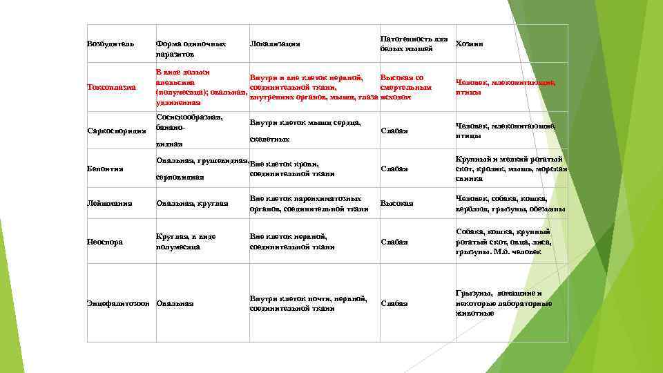 Возбудитель Токсоплазма Саркоспоридия Форма одиночных паразитов Локализация Патогенность для Хозяин белых мышей В виде