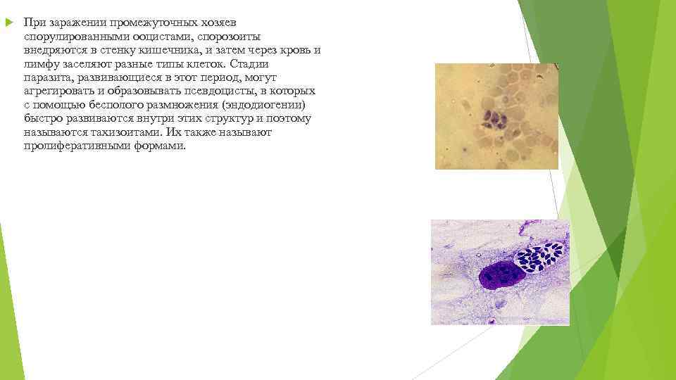  При заражении промежуточных хозяев спорулированными ооцистами, спорозоиты внедряются в стенку кишечника, и затем