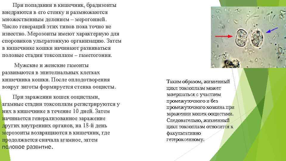 При попадании в кишечник, брадизоиты внедряются в его стенку и размножаются множественным делением –