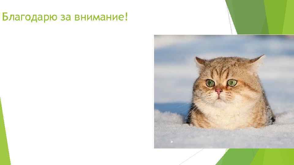 Благодарю за внимание! 