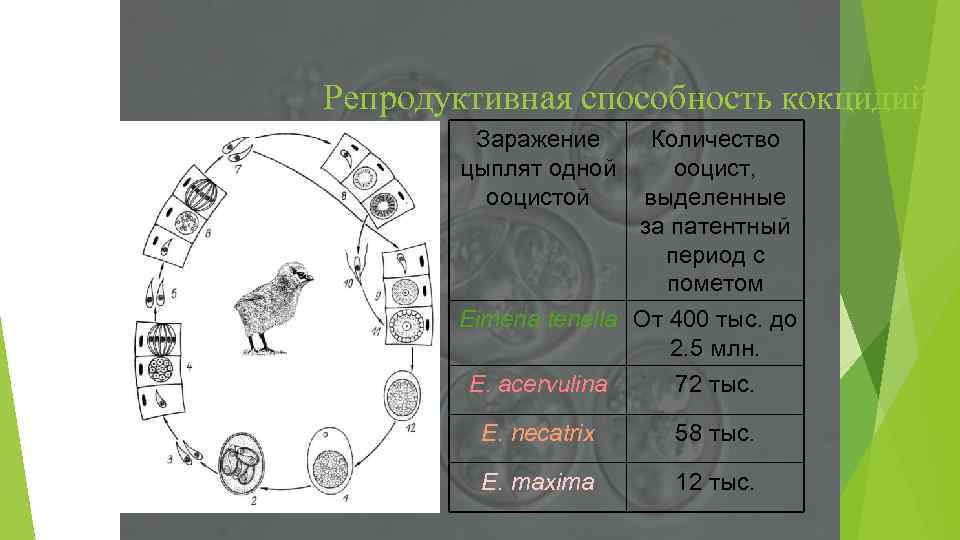 Репродуктивная способность кокцидий Заражение цыплят одной ооцистой Количество ооцист, выделенные за патентный период с
