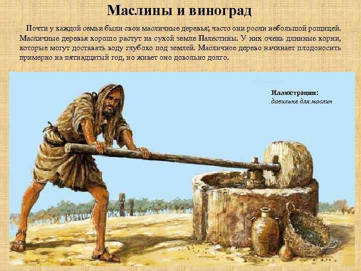 Маслины и виноград Почти у каждой семьи были свои масличные деревья; часто они росли