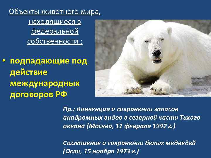 Конвенция о животных. Соглашение о сохранении белых медведей.