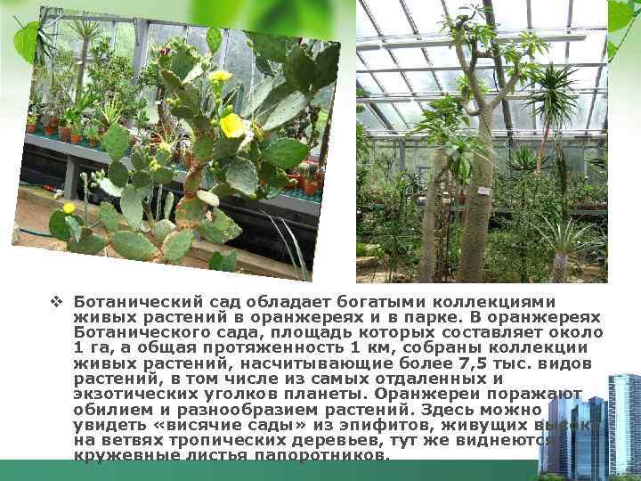 v Ботанический сад обладает богатыми коллекциями живых растений в оранжереях и в парке. В