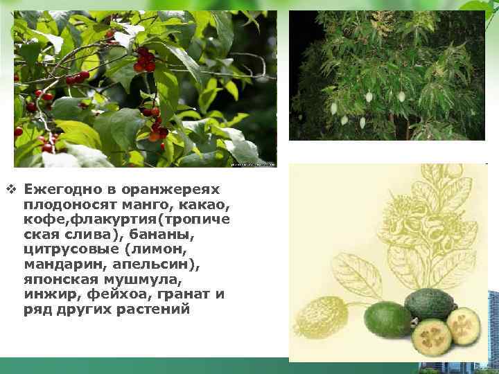 v Ежегодно в оранжереях плодоносят манго, какао, кофе, флакуртия(тропиче ская слива), бананы, цитрусовые (лимон,
