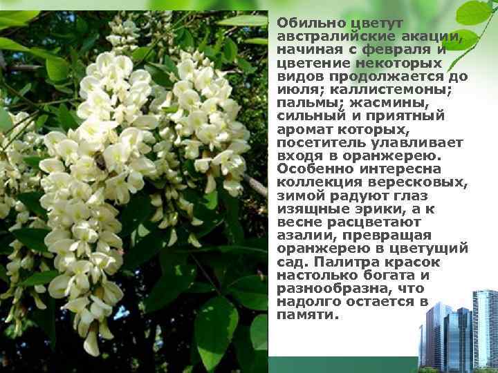 v Обильно цветут австралийские акации, начиная с февраля и цветение некоторых видов продолжается до