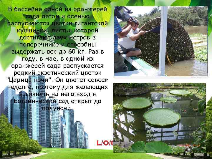 В бассейне одной из оранжерей сада летом и осенью распускаются цветки гигантской кувшинки, листья