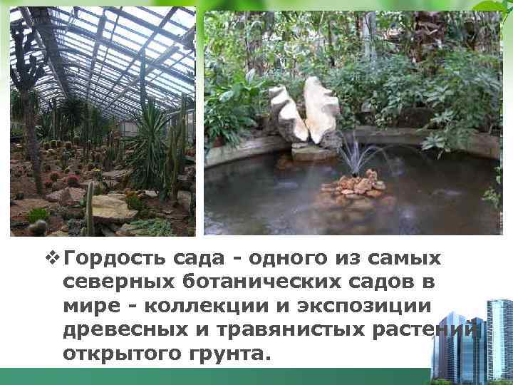 v Гордость сада - одного из самых северных ботанических садов в мире - коллекции