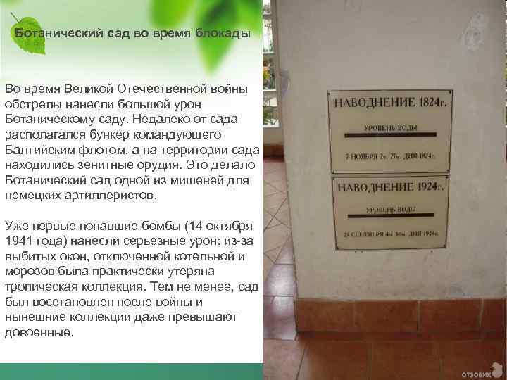 Ботанический сад во время блокады Во время Великой Отечественной войны обстрелы нанесли большой урон