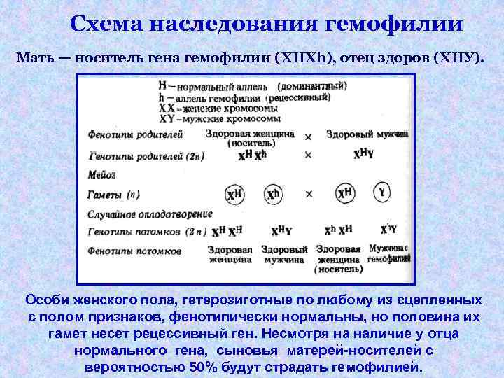 Схема наследования гемофилии Мать — носитель гена гемофилии (XHXh), отец здоров (ХНУ). Особи женского
