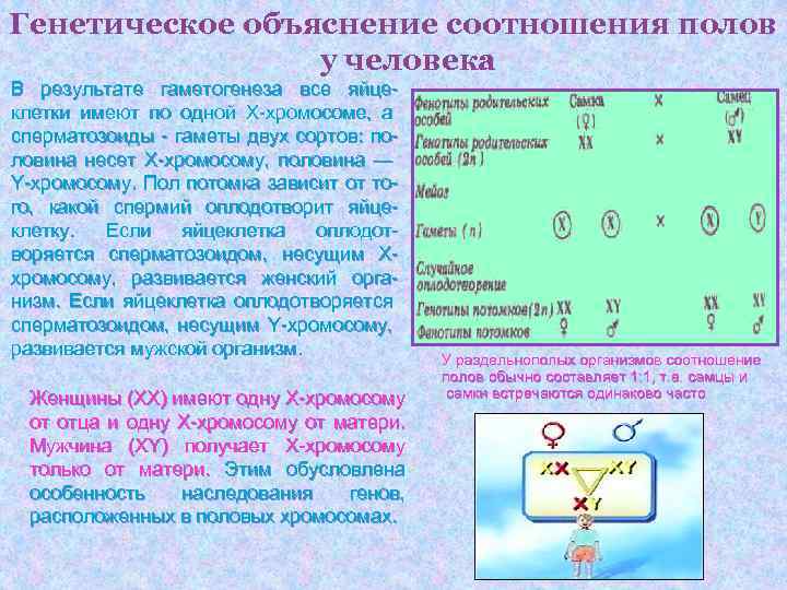 Генетическое объяснение соотношения полов у человека В результате гаметогенеза все яйцеклетки имеют по одной