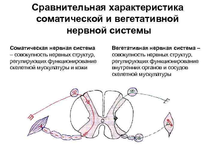 Сравнительная характеристика соматической и вегетативной нервной системы Соматическая нервная система – совокупность нервных структур,