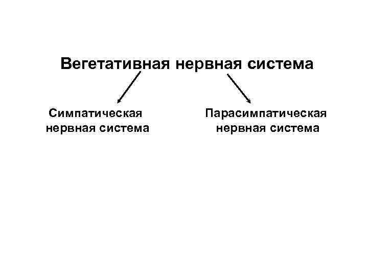 Вегетативная нервная система Симпатическая нервная система Парасимпатическая нервная система 