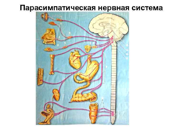 Парасимпатическая нервная система 