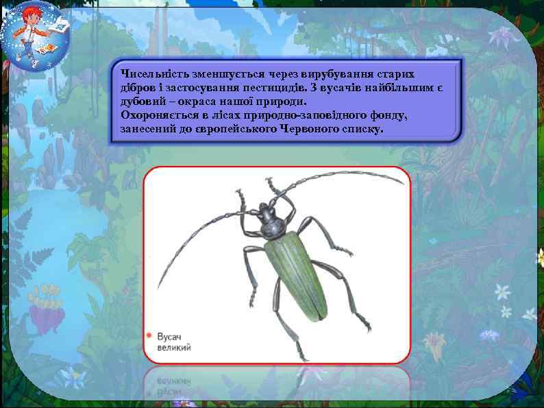 Чисельність зменшується через вирубування старих дібров і застосування пестицидів. З вусачів найбільшим є дубовий