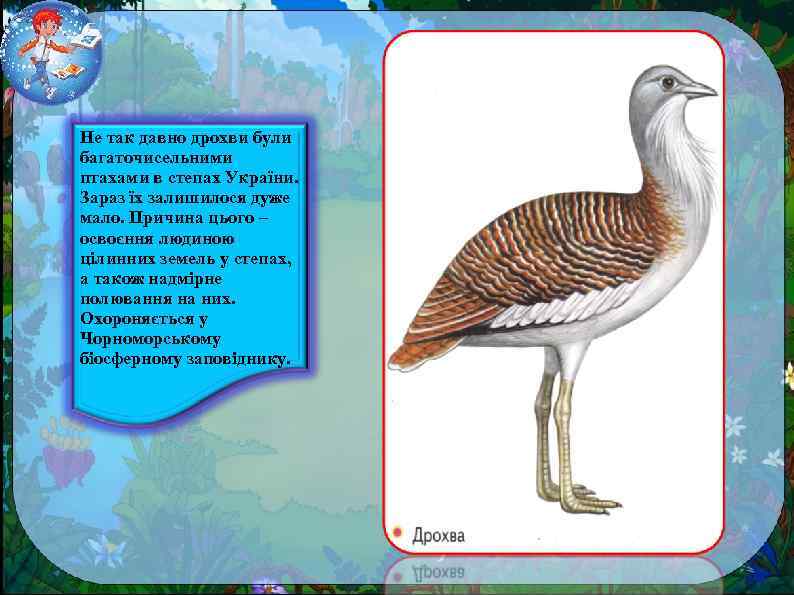 Не так давно дрохви були багаточисельними птахами в степах України. Зараз їх залишилося дуже