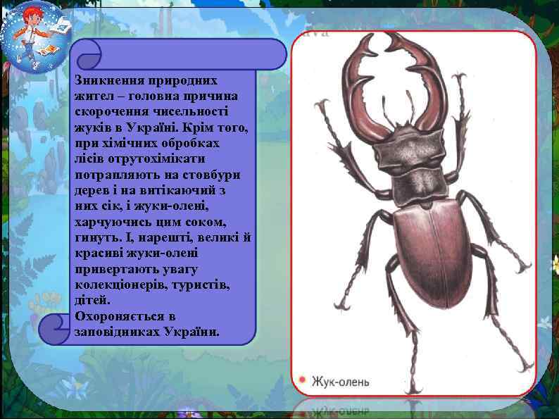 Зникнення природних жител – головна причина скорочення чисельності жуків в Україні. Крім того, при