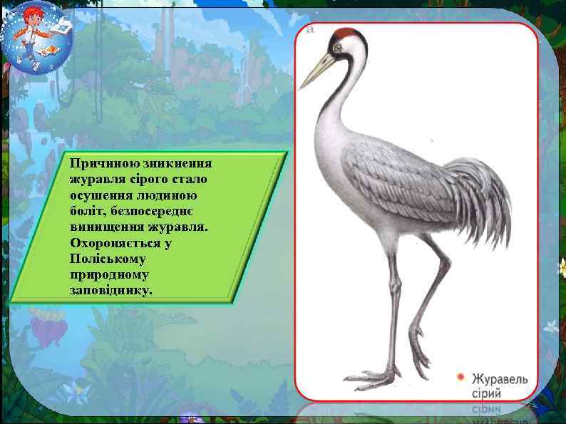 Причиною зникнення журавля сірого стало осушення людиною боліт, безпосереднє винищення журавля. Охороняється у Поліському