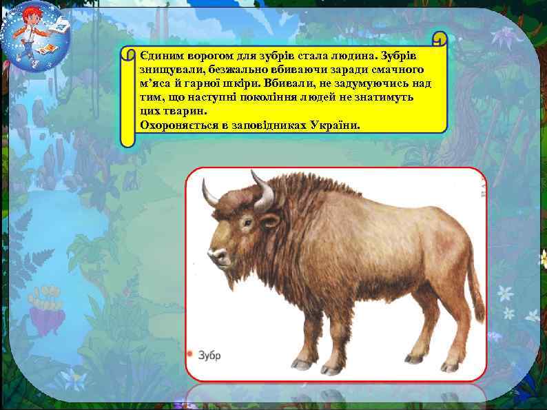 Єдиним ворогом для зубрів стала людина. Зубрів знищували, безжально вбиваючи заради смачного м’яса й
