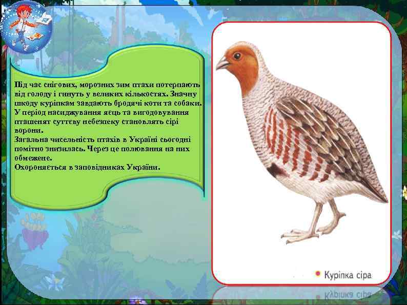 Під час снігових, морозних зим птахи потерпають від голоду і гинуть у великих кількостях.