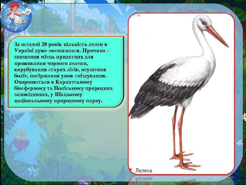 За останні 20 років кількість лелек в Україні дуже зменшилася. Причина – знищення місць