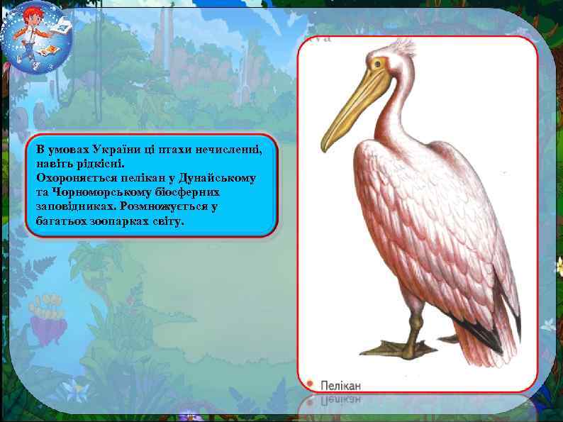 В умовах України ці птахи нечисленні, навіть рідкісні. Охороняється пелікан у Дунайському та Чорноморському