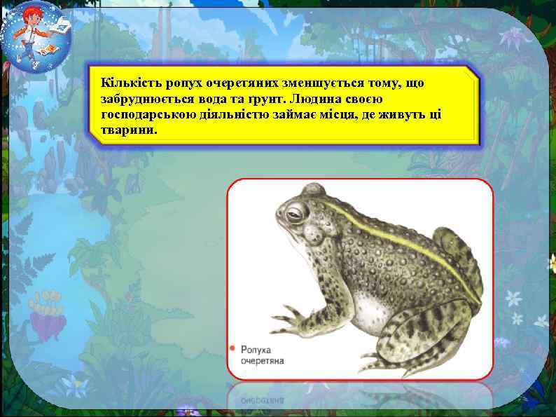 Кількість ропух очеретяних зменшується тому, що забруднюється вода та ґрунт. Людина своєю господарською діяльністю