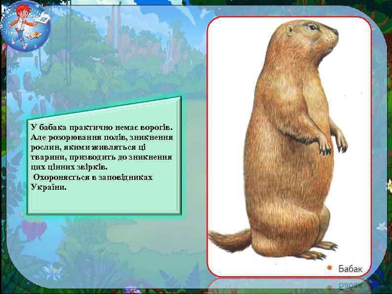 У бабака практично немає ворогів. Але розорювання полів, зникнення рослин, якими живляться ці тварини,