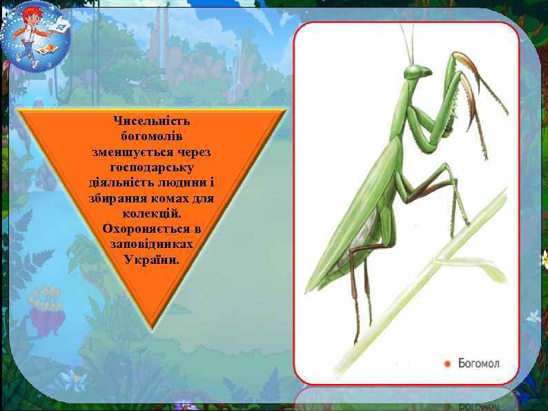 Чисельність богомолів зменшується через господарську діяльність людини і збирання комах для колекцій. Охороняється в