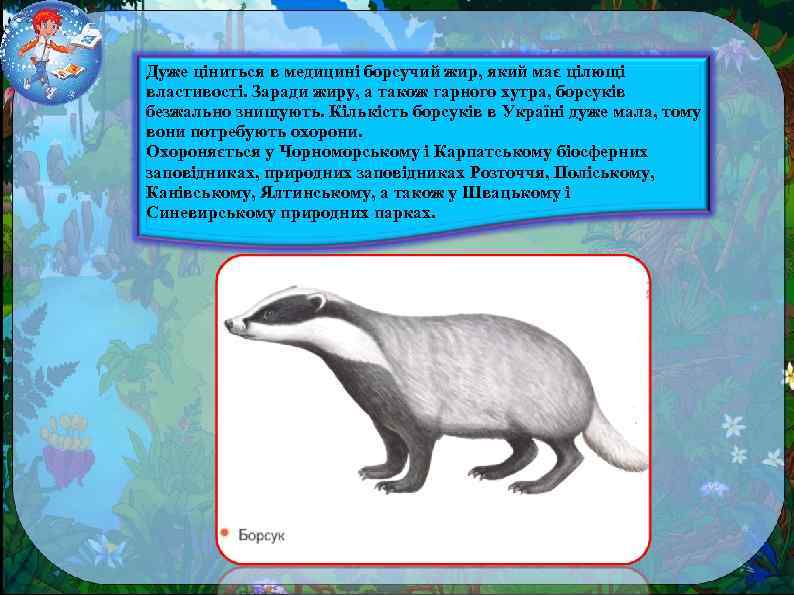Дуже ціниться в медицині борсучий жир, який має цілющі властивості. Заради жиру, а також