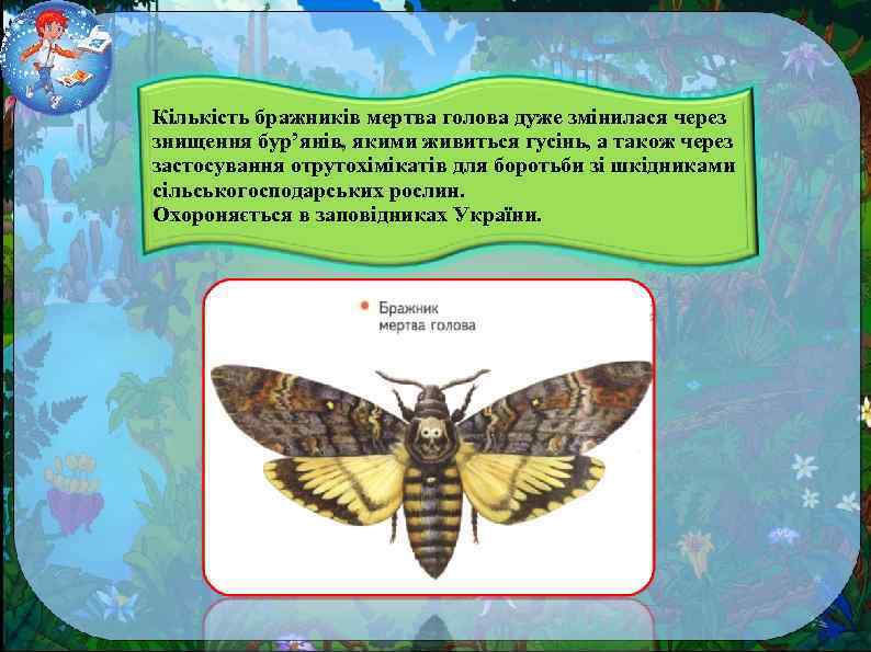 Кількість бражників мертва голова дуже змінилася через знищення бур’янів, якими живиться гусінь, а також