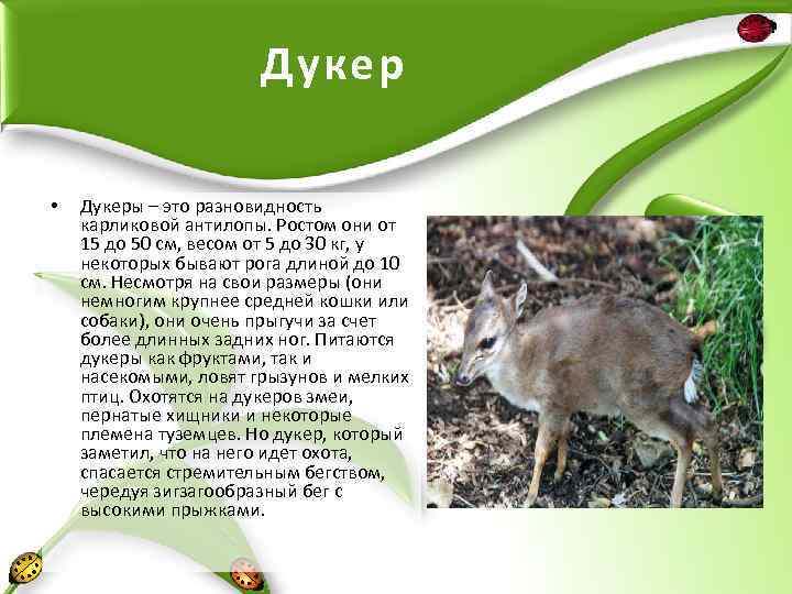 Дукер • Дукеры – это разновидность карликовой антилопы. Ростом они от 15 до 50