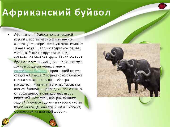 Африканский буйвол • Африканский буйвол покрыт редкой грубой шерстью чёрного или тёмносерого цвета, через