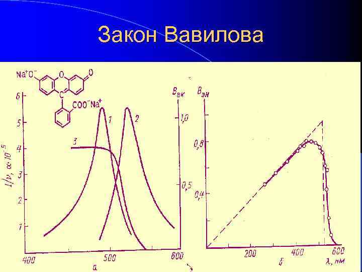 Закон Вавилова 
