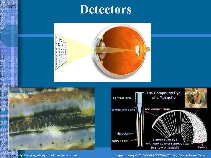 Detectors Scallop Eyes From http: //www. eyedesignbook. com/index. html Image courtesy of Bio. MEDIA