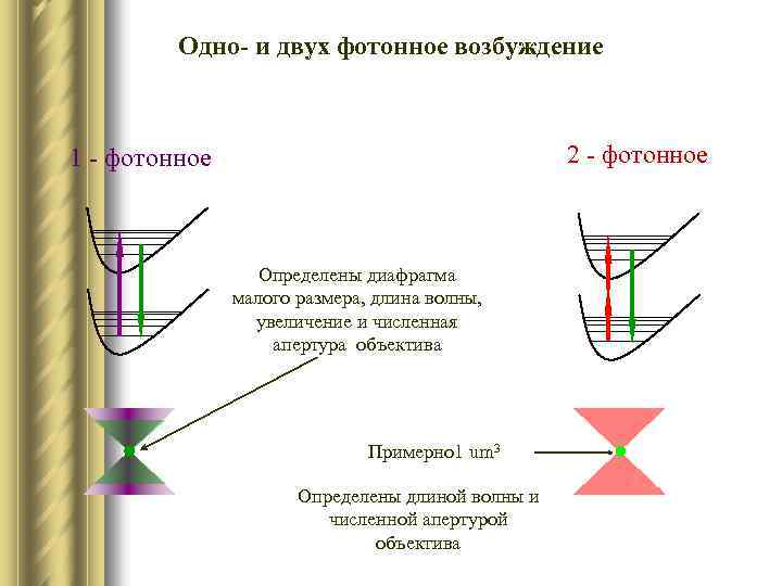 Одно- и двух фотонное возбуждение 2 - фотонное 1 - фотонное Определены диафрагма малого