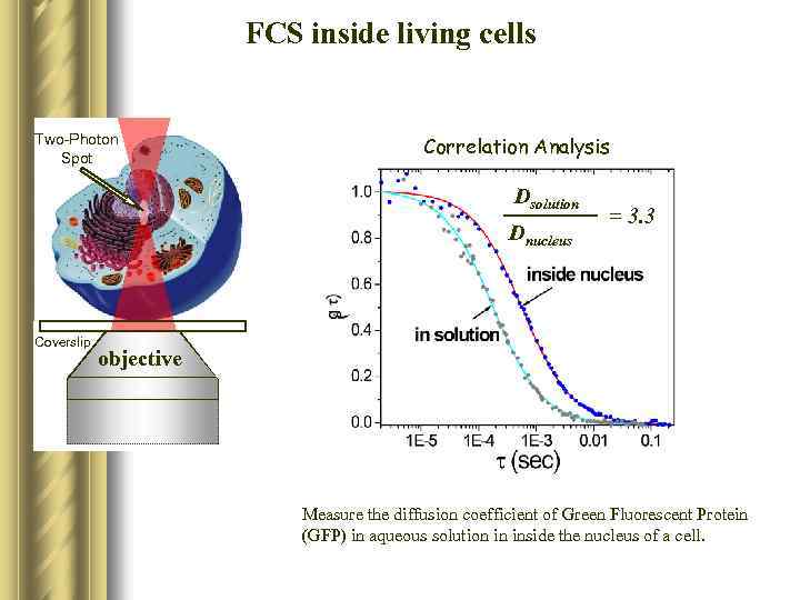 FCS inside living cells Two-Photon Spot Correlation Analysis Dsolution Dnucleus Coverslip = 3. 3