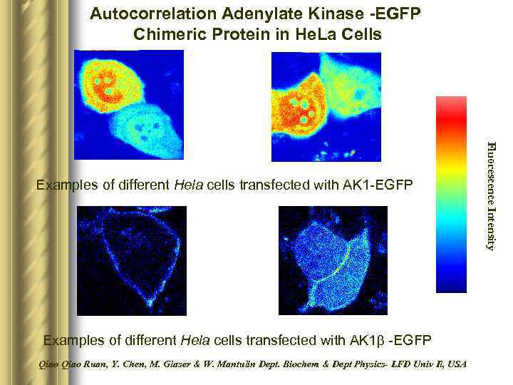 Autocorrelation Adenylate Kinase -EGFP Chimeric Protein in He. La Cells Examples of different Hela