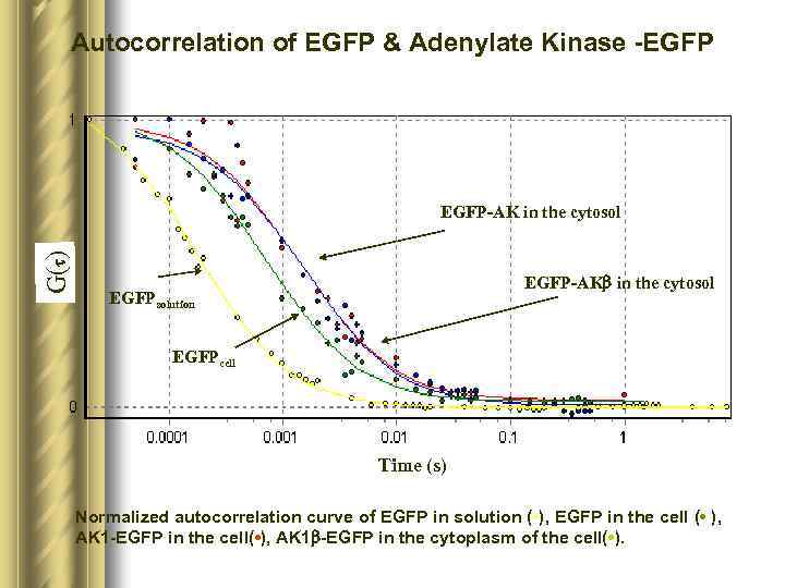 Autocorrelation of EGFP & Adenylate Kinase -EGFP G(t) EGFP-AK in the cytosol EGFP-AKb in