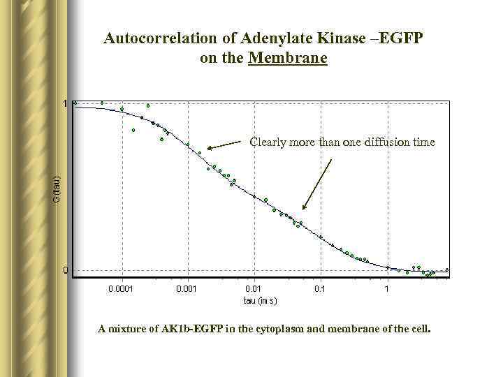 Autocorrelation of Adenylate Kinase –EGFP on the Membrane Clearly more than one diffusion time