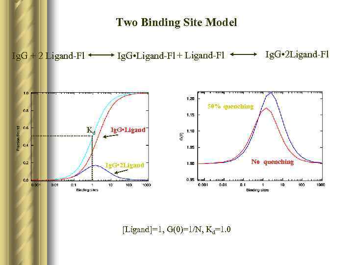 Two Binding Site Model Ig. G • 2 Ligand-Fl Ig. G • Ligand-Fl +