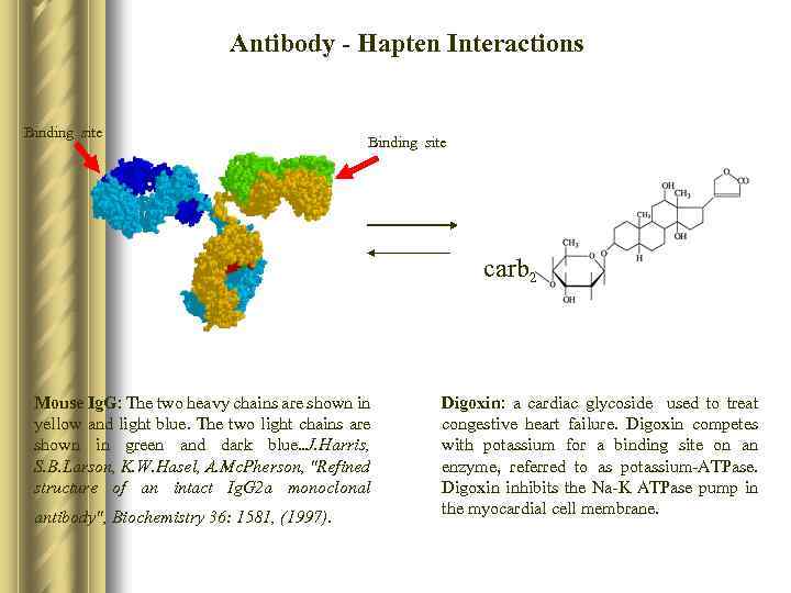 Antibody - Hapten Interactions Binding site carb 2 Mouse Ig. G: The two heavy