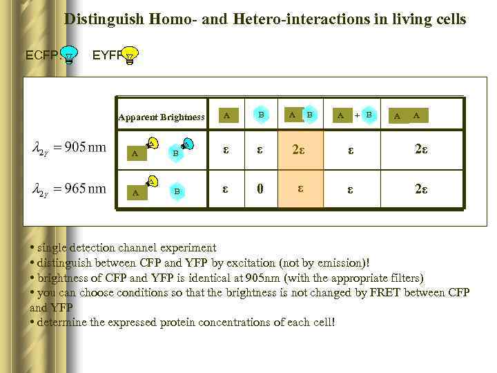 Distinguish Homo- and Hetero-interactions in living cells ECFP: EYFP: Apparent Brightness A B +