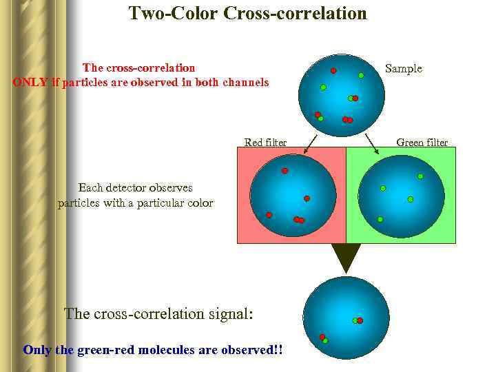 Two-Color Cross-correlation The cross-correlation ONLY if particles are observed in both channels Red filter